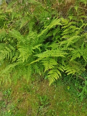 Dryopteris dilatata