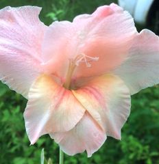 Gladiolus × hortulanus