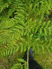 Dryopteris dilatata