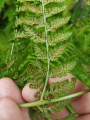 Dryopteris dilatata