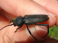 Calloides nobilis