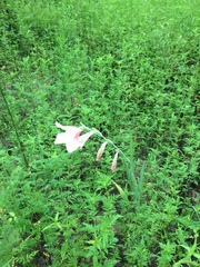 Gladiolus × hortulanus