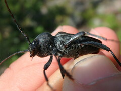 Calloides nobilis