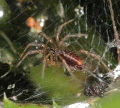Allagelena gracilens
