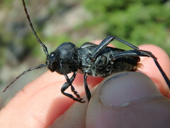 Calloides nobilis