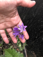 Campanula rapunculoides