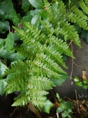 Dryopteris filix-mas