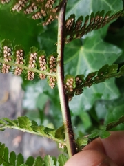 Dryopteris filix-mas