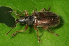 Phyllobius oblongus