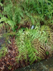 Athyrium filix-femina