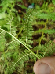 Athyrium filix-femina