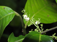 Chiococca nitida