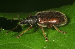 Phyllobius oblongus