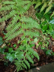 Athyrium filix-femina
