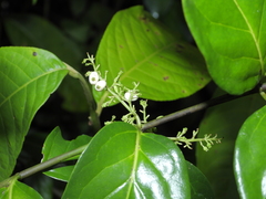 Chiococca nitida