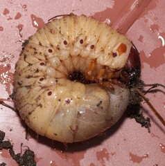 Oryctes nasicornis