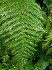Dryopteris filix-mas