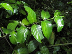 Chiococca nitida