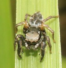 Habronattus brunneus