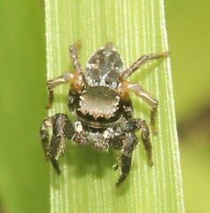 Habronattus brunneus