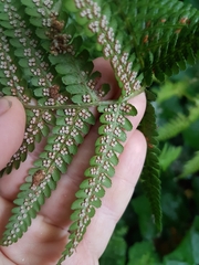Dryopteris filix-mas