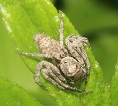 Hamataliwa grisea