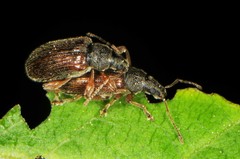 Phyllobius oblongus