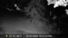 Odocoileus virginianus