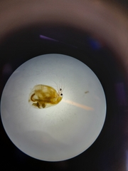 Simocephalus vetulus