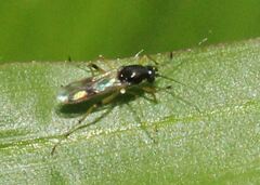 Clinohelea bimaculata