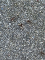 Formica cinerea
