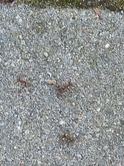 Formica cinerea