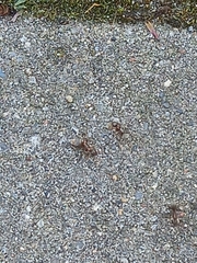 Formica cinerea