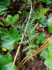 Dryopteris dilatata