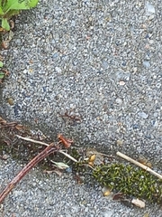 Formica cinerea