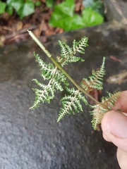 Dryopteris dilatata