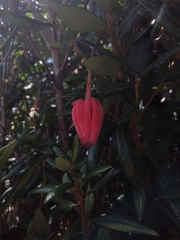 Crinodendron hookerianum