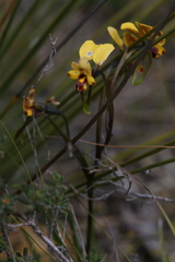 Diuris perialla