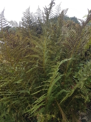 Athyrium filix-femina