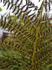 Athyrium filix-femina