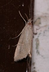 Pseudobissetia terrestrellus