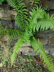 Dryopteris filix-mas