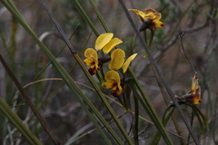 Diuris perialla