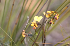 Diuris perialla