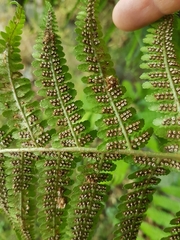 Dryopteris filix-mas