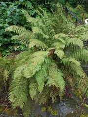 Athyrium filix-femina