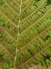 Athyrium filix-femina