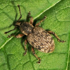 Otiorhynchus singularis