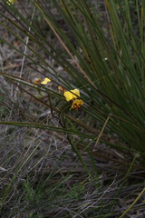Diuris perialla