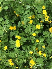 Chelidonium asiaticum